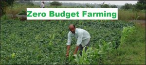 zero budget farming method 2024