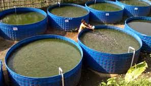 odisha biofloc tech fish farming scheme