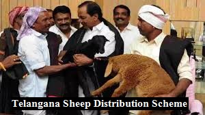 telangana sheep distribution scheme