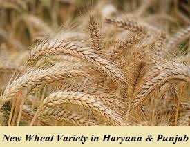 new wheat variety in haryana & punjab
