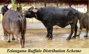 telangana buffalo distribution scheme 2022