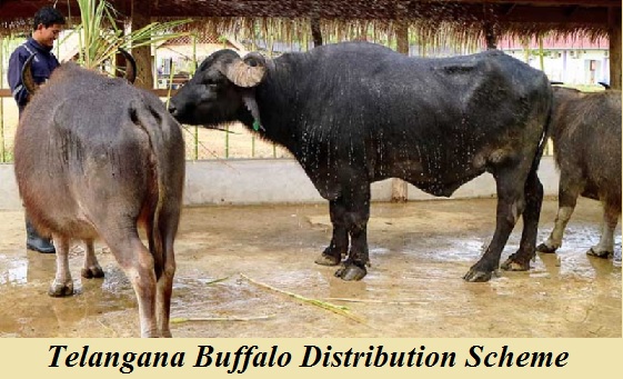 telangana buffalo distribution scheme