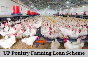 uttar pradesh poultry farming loan scheme 2022
