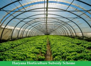 haryana horticulture subsidy scheme 2024