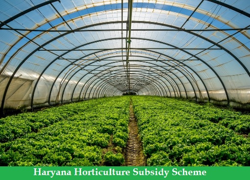 haryana horticulture subsidy scheme