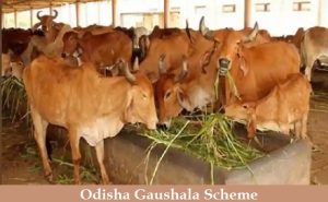 odisha gaushala scheme 2024