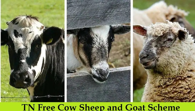 tn free cow sheep and goat scheme