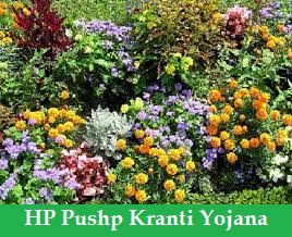 hp pushp kranti yojana 2024 application form